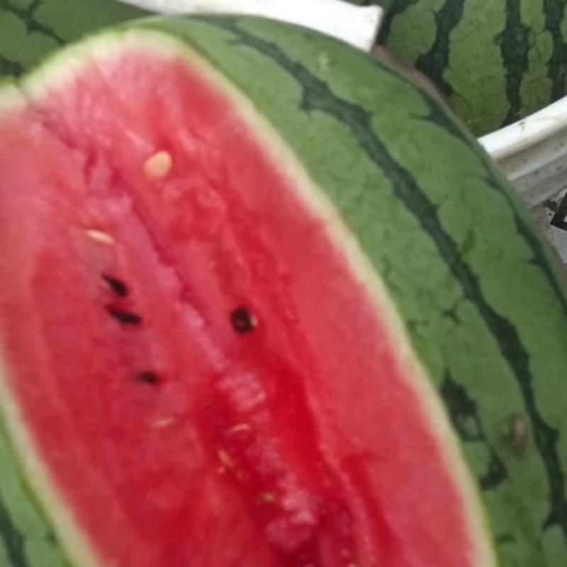 2k吊秧礼品小西瓜