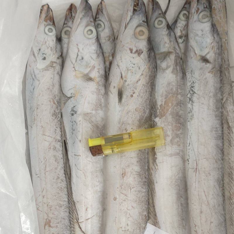 优质黄海带鱼，肉质鲜嫩，美味鲜，可发全国