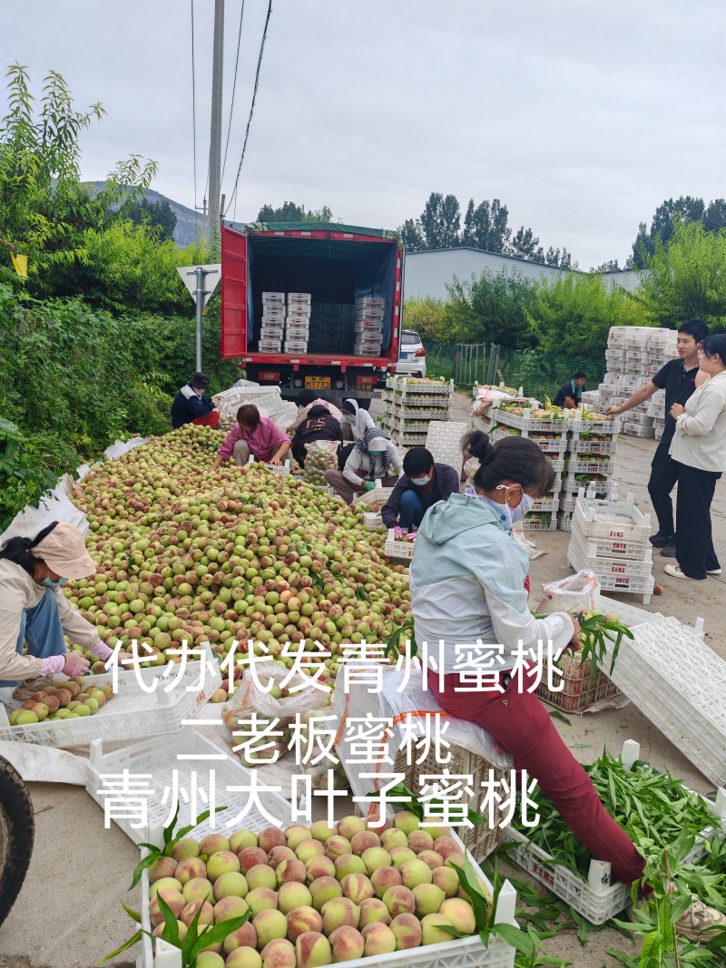 代办代发离核北京十四蜜桃青州蜜桃珍珠枣油桃电商零售批发