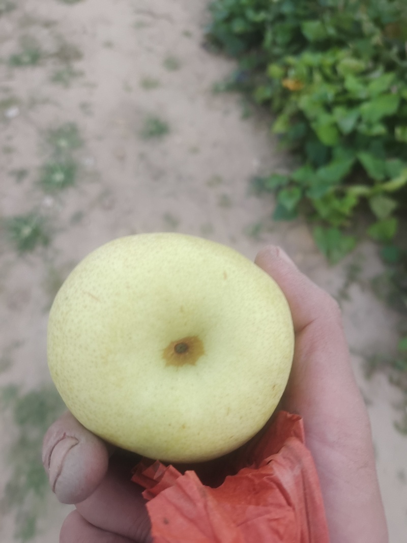 酥梨