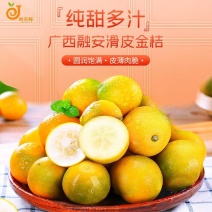 广西融安滑皮金桔，纯甜不酸不麻嘴，新鲜当季，欢迎抢购