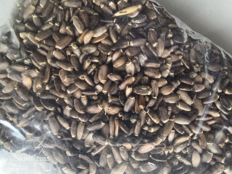大量出售水飞蓟