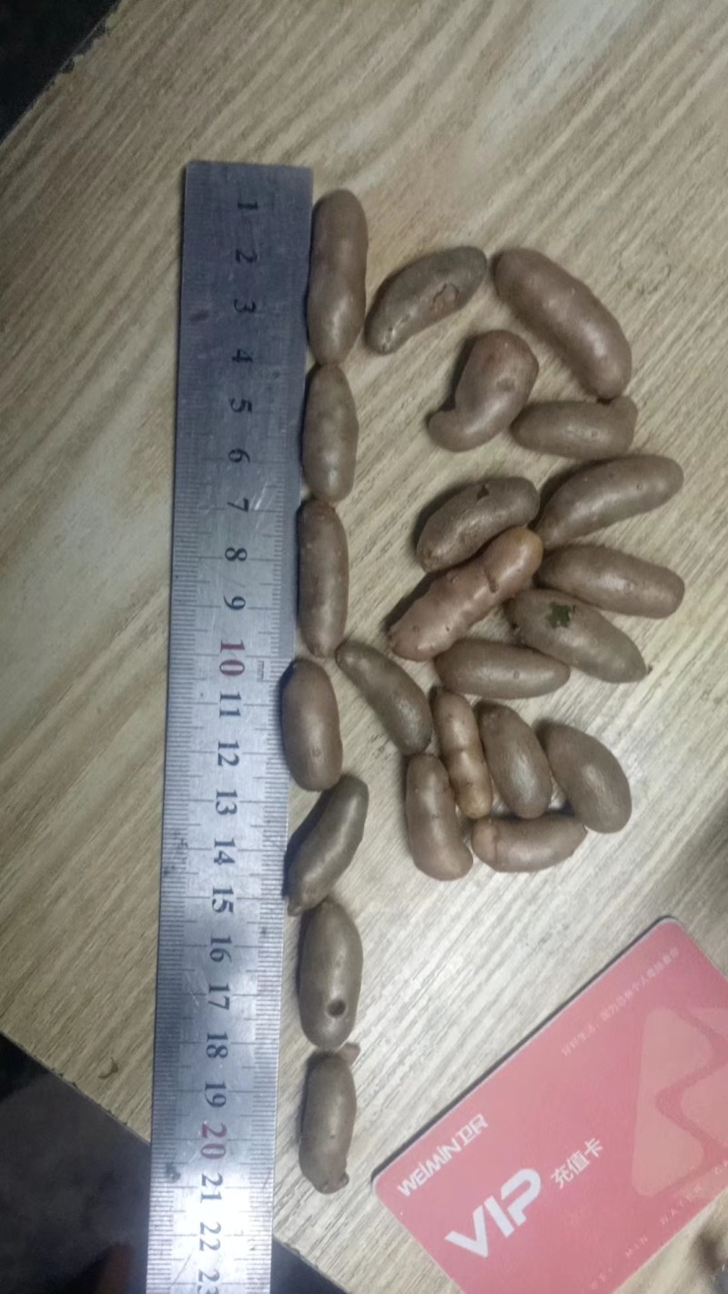 小白嘴山药豆