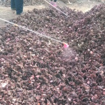 白芍l种苗，药用观白芍种苗论棵1元
