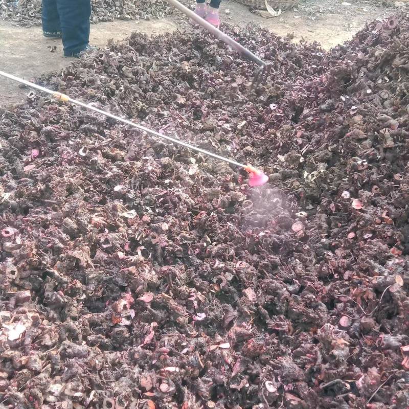 白芍l种苗，药用观白芍种苗论棵1元