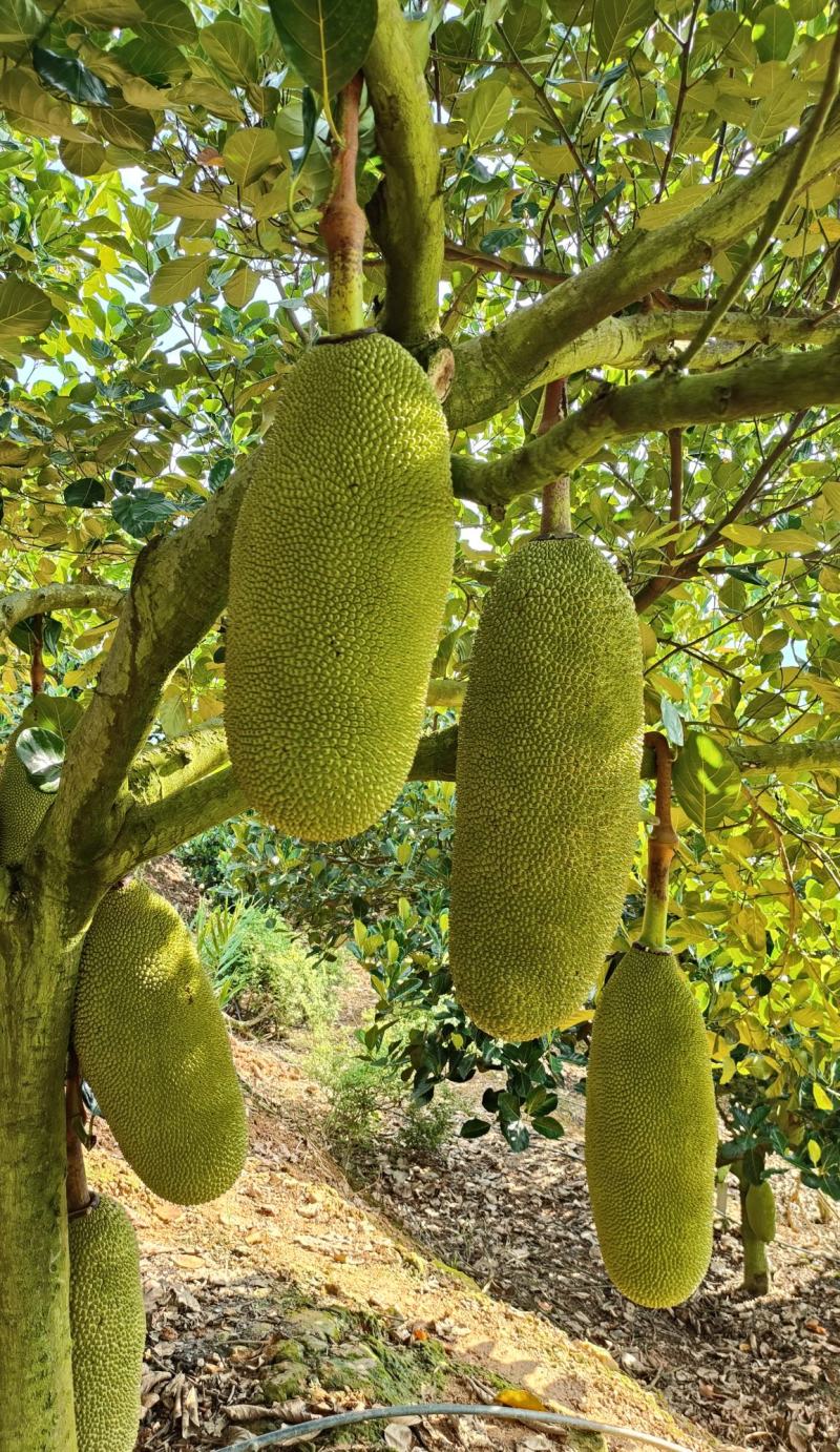 马来西亚1号菠萝蜜精品云南屏边大果低海拔山地