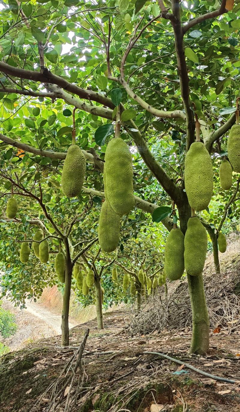 马来西亚1号菠萝蜜精品云南屏边大果低海拔山地