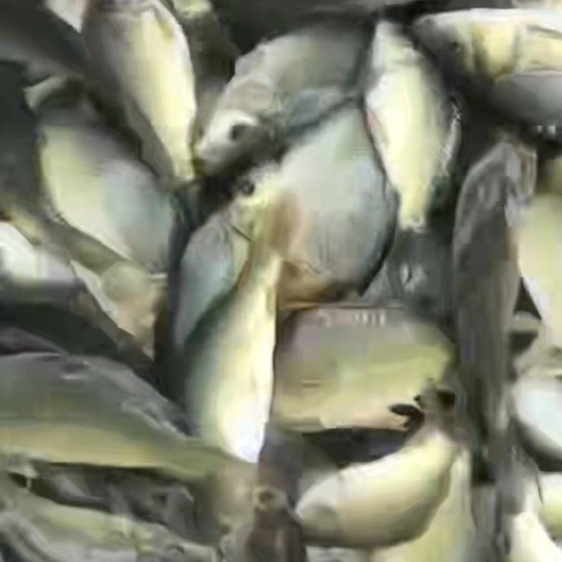 裸鲤鱼，裸斑，框鲤鱼，框镜