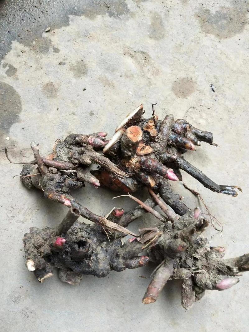 白芍l种苗，药用观白芍种苗论棵1元
