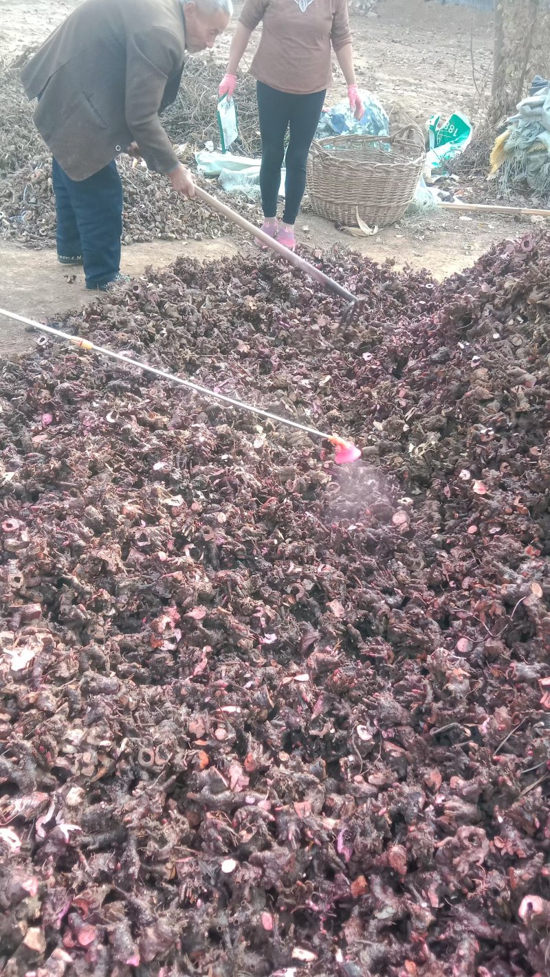 白芍l种苗，药用观白芍种苗论棵1元