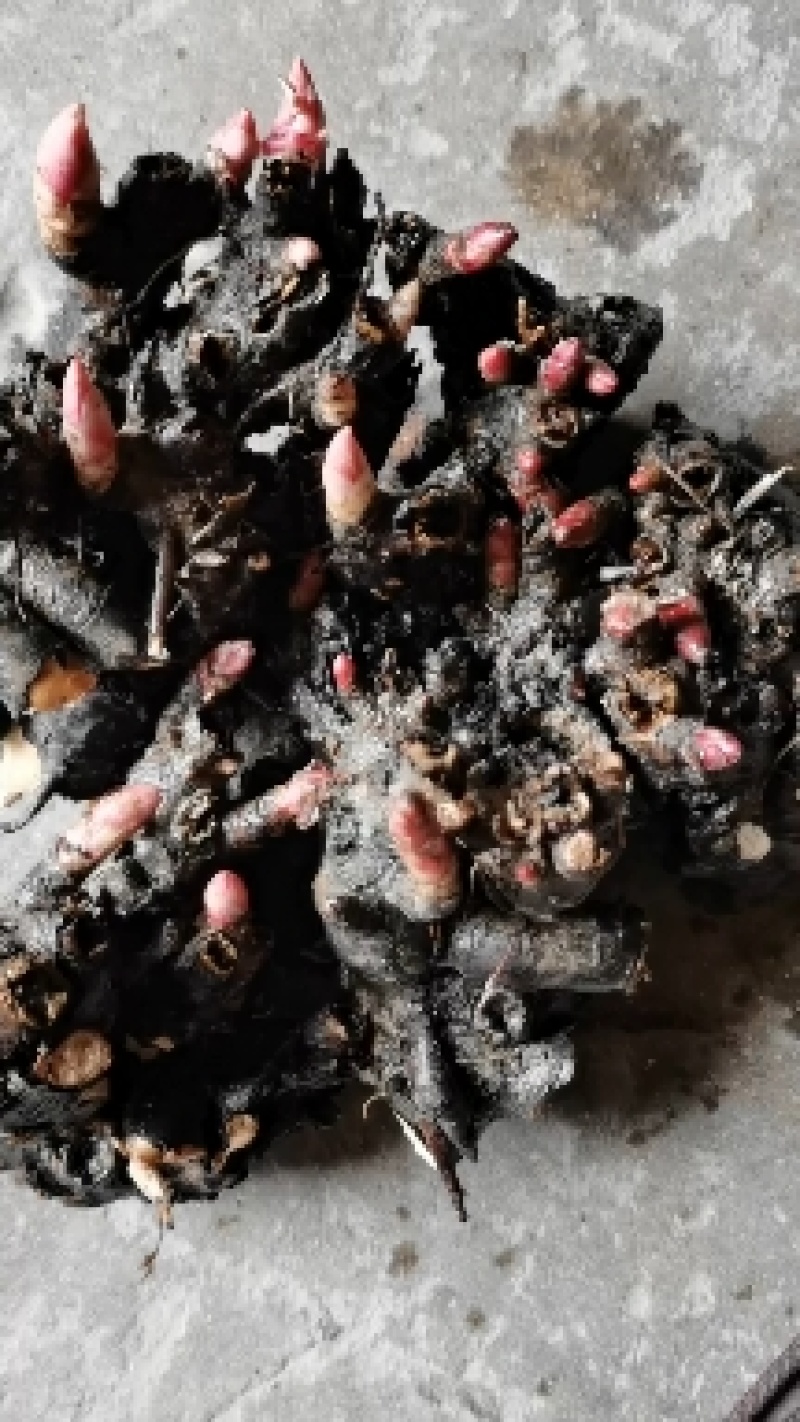 白芍l种苗，药用观白芍种苗论棵1元