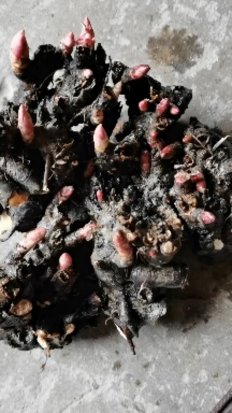 白芍l种苗，药用观白芍种苗论棵1元