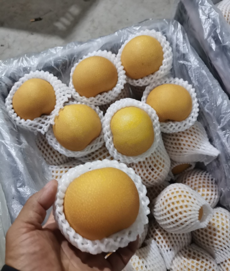 秋月梨，高，中，低档都质量保证，产地直发品质保障欢迎采购