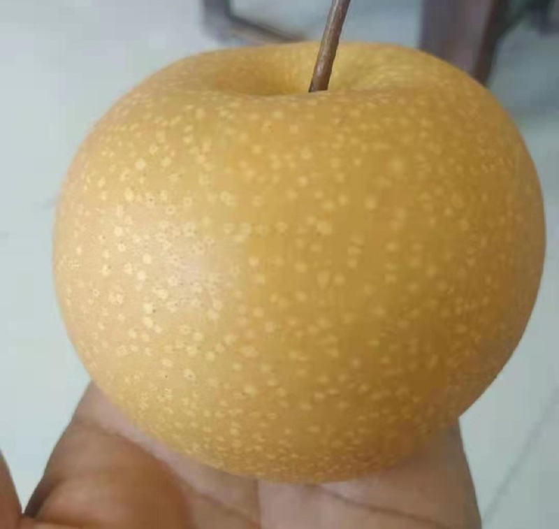 秋月梨，高，中，低档都质量保证，产地直发品质保障欢迎采购