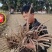 白芍l种苗，药用观白芍种苗论棵1元