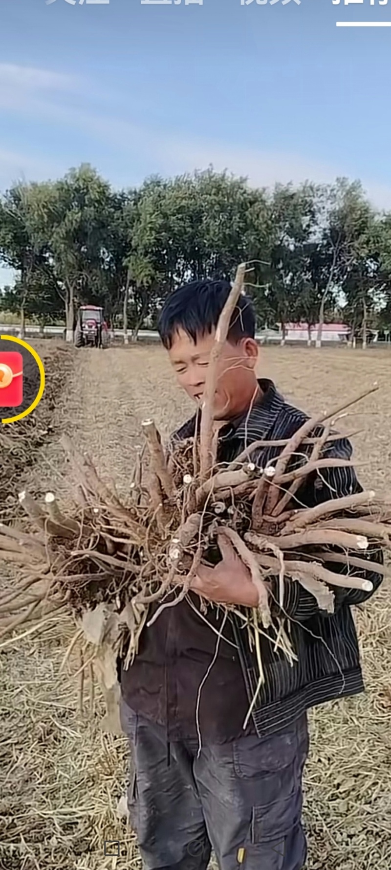 白芍l种苗，药用观白芍种苗论棵1元