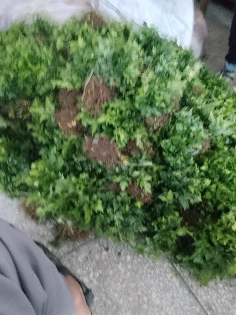 黄连苗种苗\鸡爪黄连苗种苗\湖北恩施利川市川黄连苗\