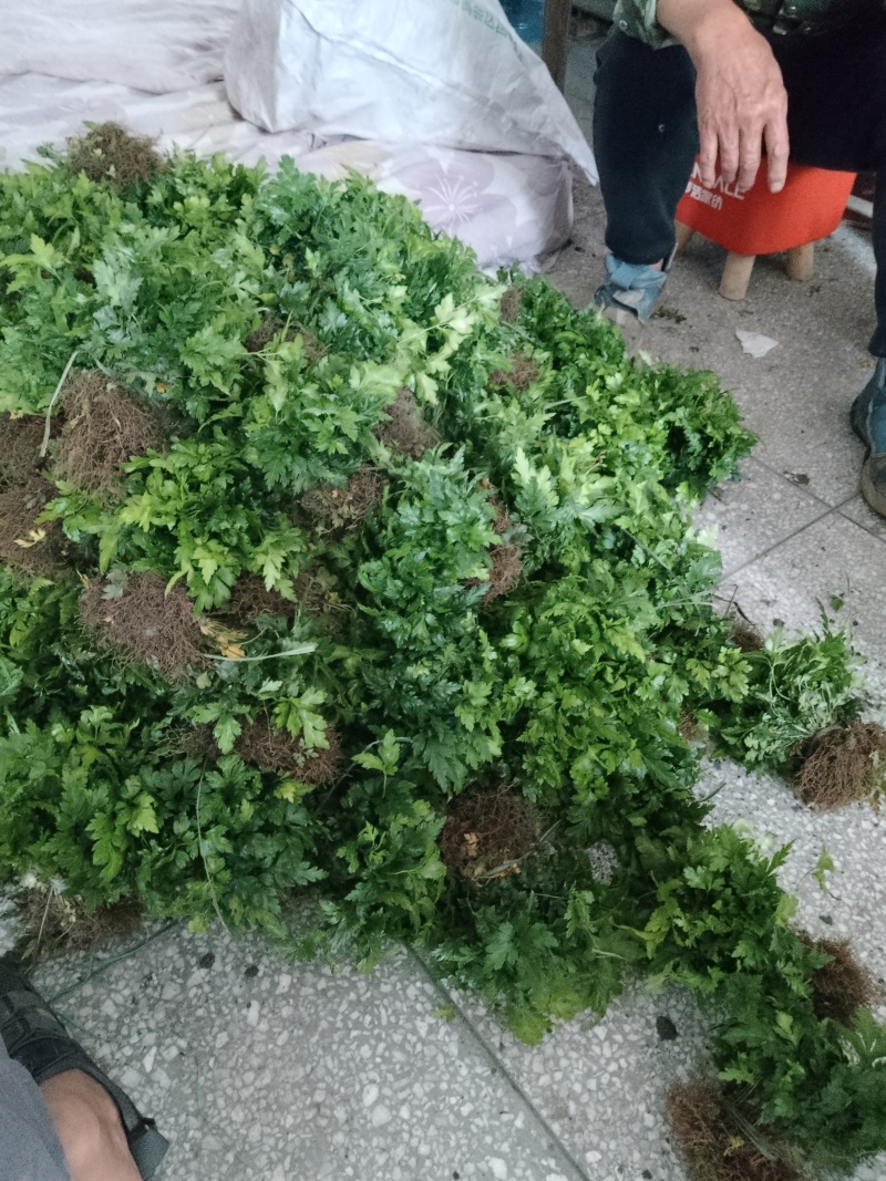 黄连苗种苗\鸡爪黄连苗种苗\湖北恩施利川市川黄连苗\