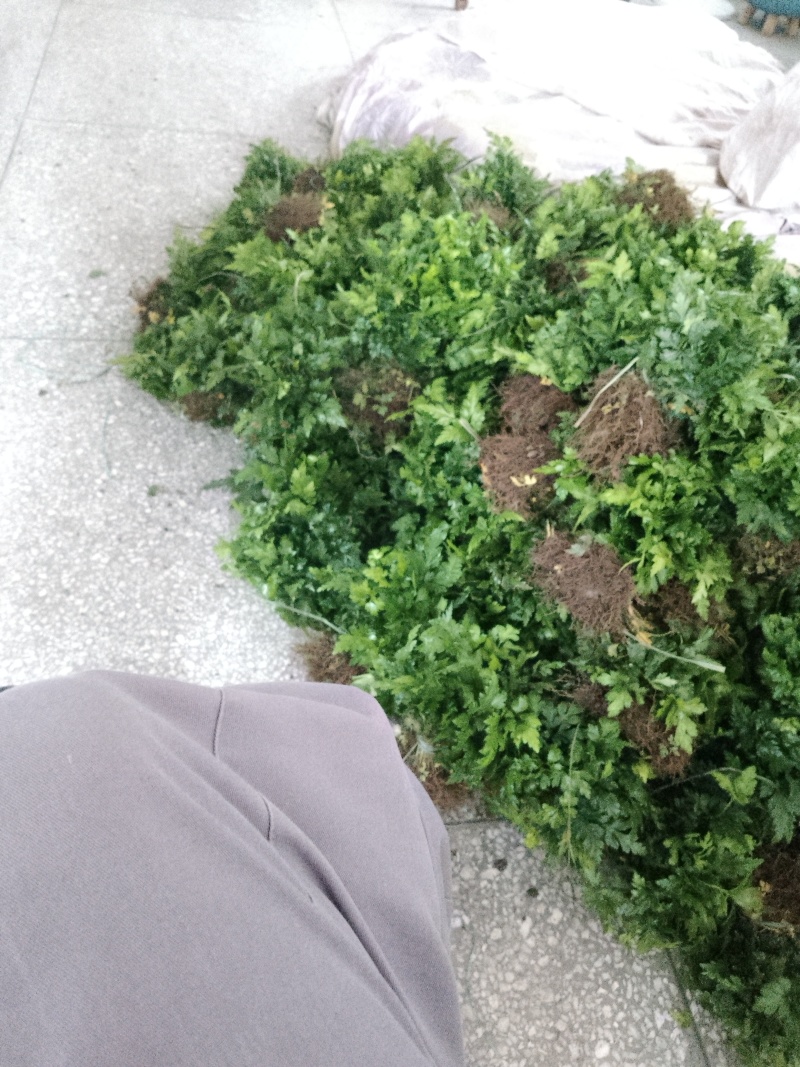 黄连苗种苗\鸡爪黄连苗种苗\湖北恩施利川市川黄连苗\