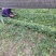 黄连苗种苗\鸡爪黄连苗种苗\湖北恩施利川市川黄连苗\