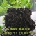 通用型营养土种菜土花土种花养花种植土壤多肉绿萝阳台种植土