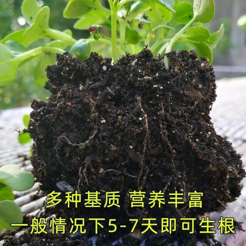 通用型营养土种菜土花土种花养花种植土壤多肉绿萝阳台种植土