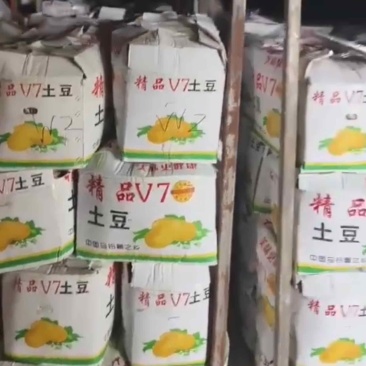 马铃薯～优质土豆，精品