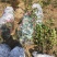 北美冬青年宵花1米高北美冬青盆栽北美冬青杯苗