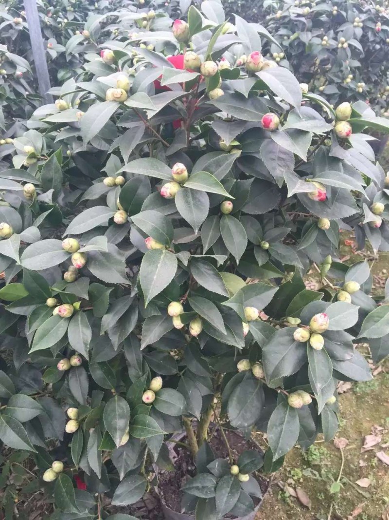 红豆杉苗