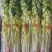 马家沟芹菜，四斤礼盒装