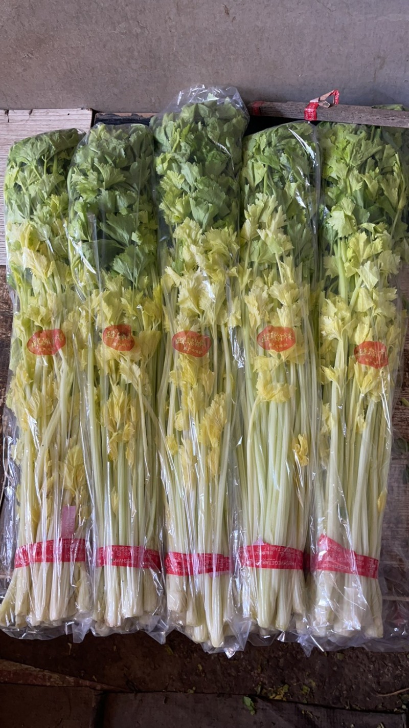 马家沟芹菜，四斤礼盒装