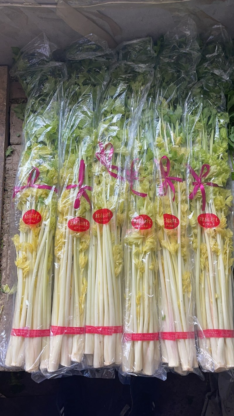 山东马家沟芹菜50cm以上长年种植长年有货