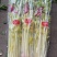 山东马家沟芹菜50cm以上长年种植长年有货