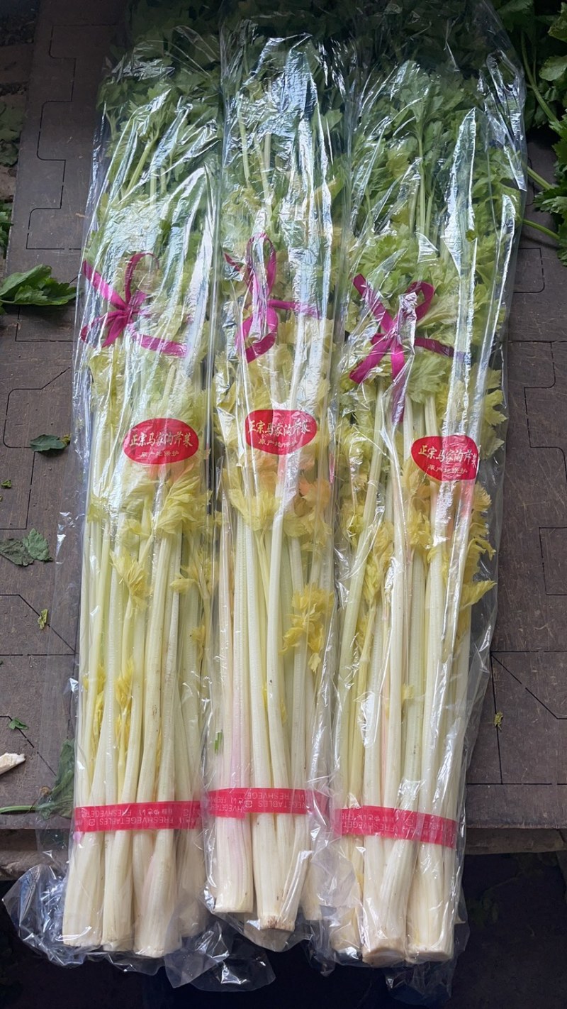 山东马家沟芹菜50cm以上长年种植长年有货