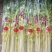 山东马家沟芹菜50cm以上长年种植长年有货