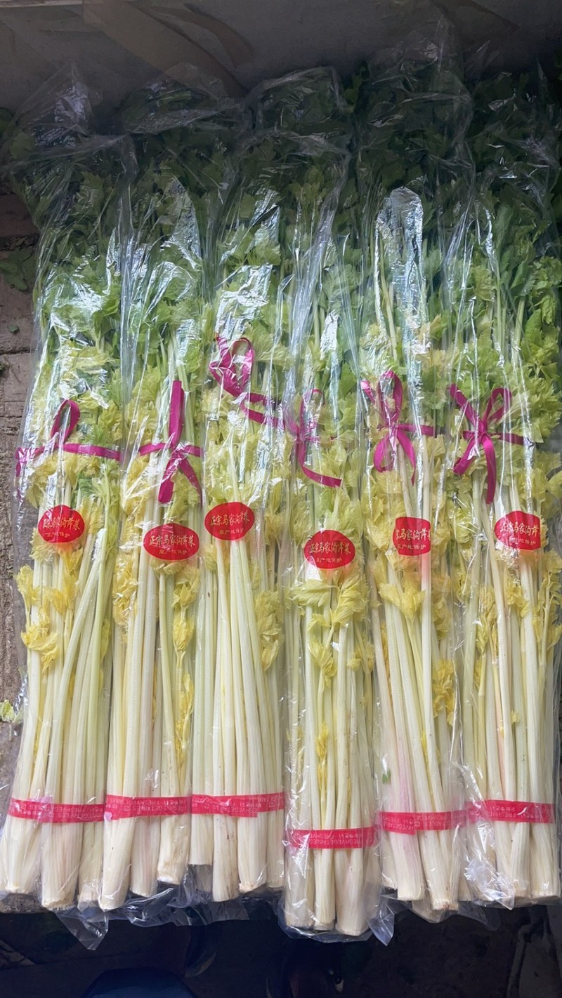 山东马家沟芹菜50cm以上长年种植长年有货