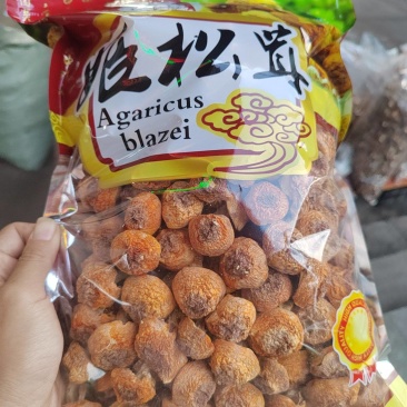 姬松茸