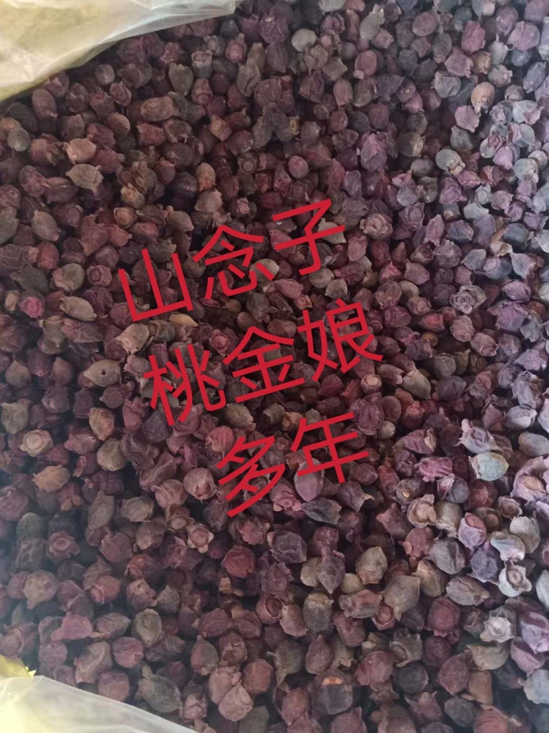 多尼桃金娘干货