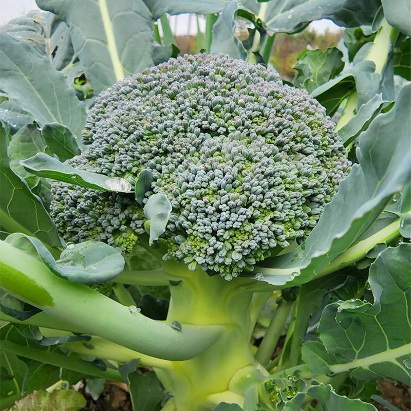 春秋佳丽西兰花种子杂交一代早熟青花菜种子花球紧密抗病性强