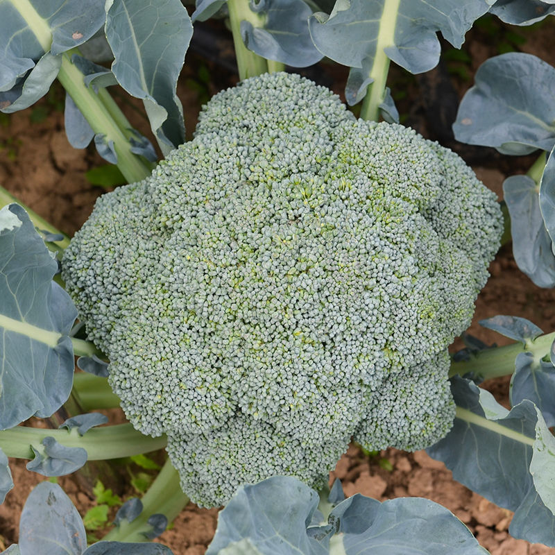 春秋佳丽西兰花种子杂交一代早熟青花菜种子花球紧密抗病性强