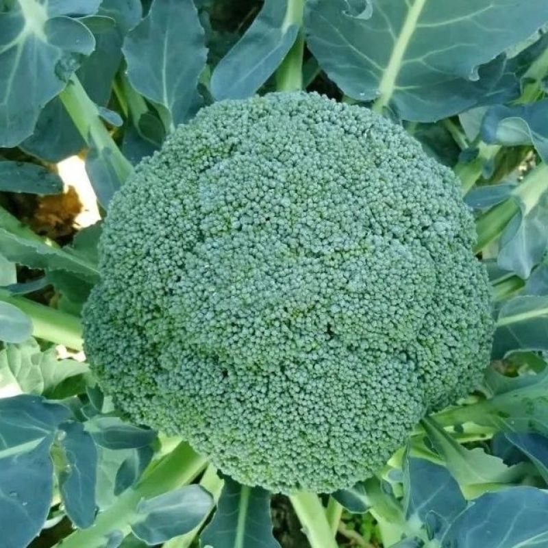 春秋佳丽西兰花种子杂交一代早熟青花菜种子花球紧密抗病性强
