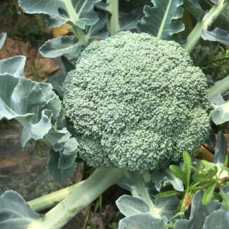 春秋佳丽西兰花种子杂交一代早熟青花菜种子花球紧密抗病性强