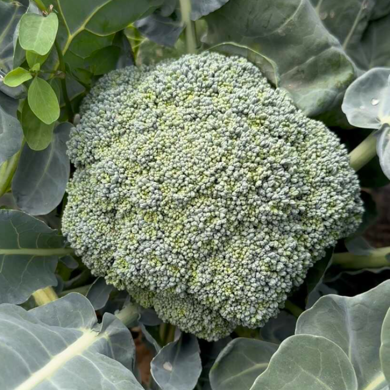 春秋佳丽西兰花种子杂交一代早熟青花菜种子花球紧密抗病性强