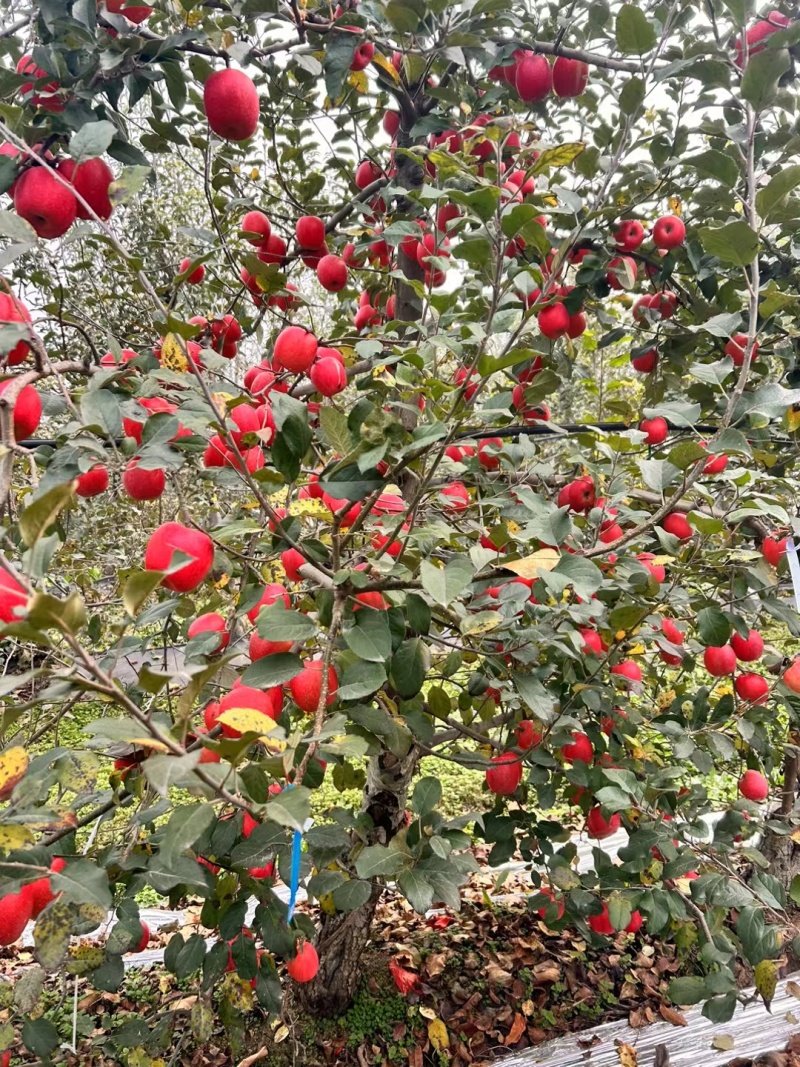 陕西瑞香红苹果大量上市
