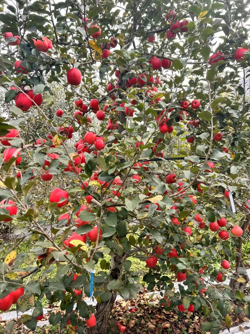 陕西瑞香红苹果大量上市