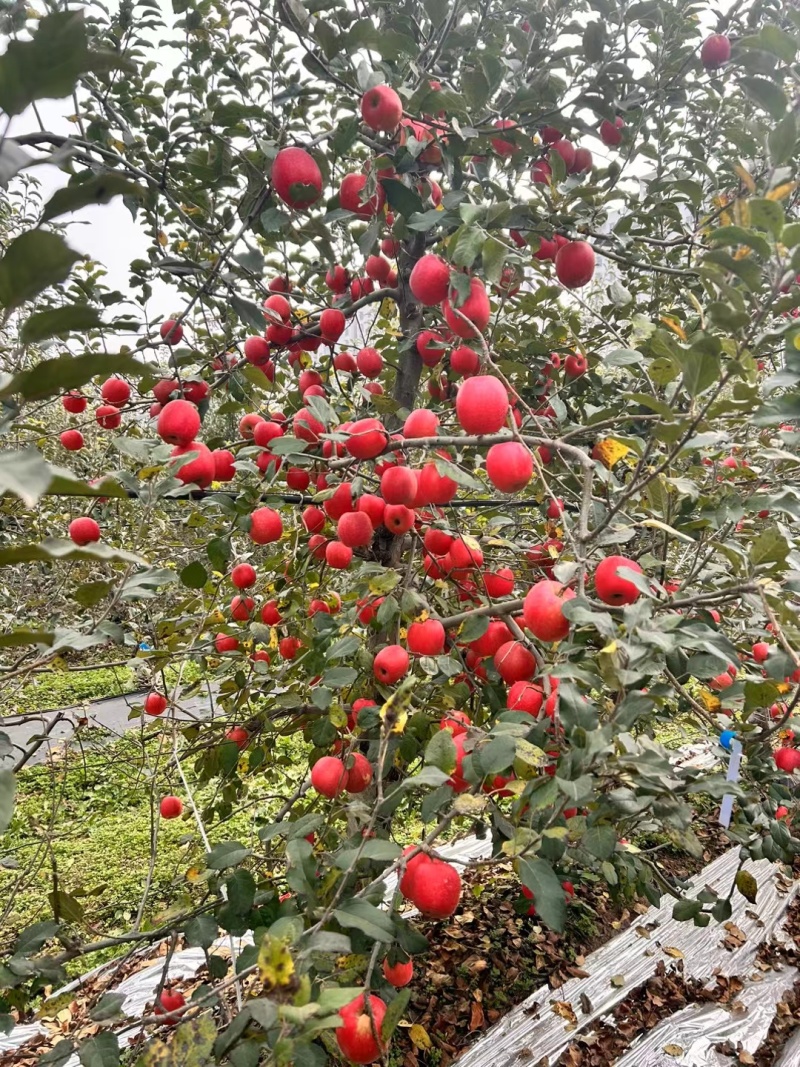 陕西瑞香红苹果大量上市