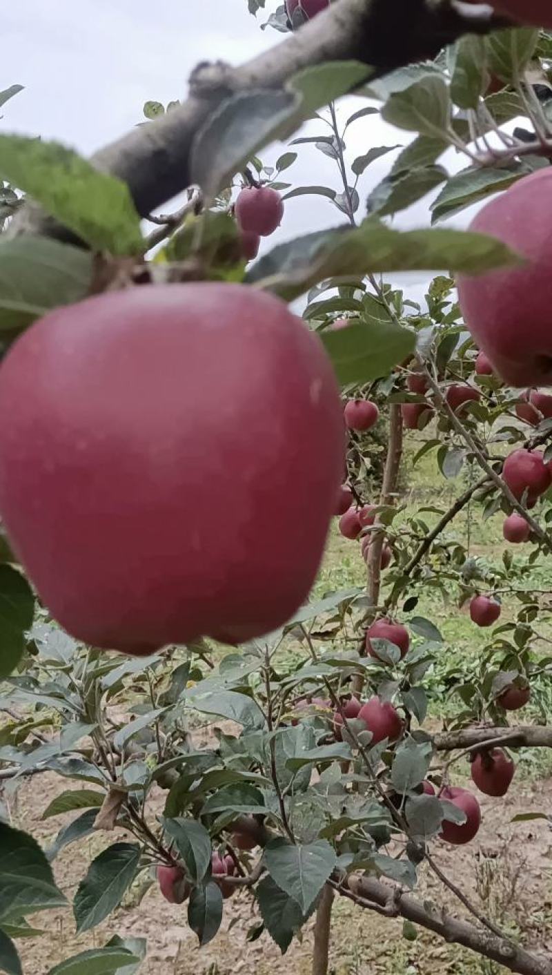甘肃天水陇南花牛苹果