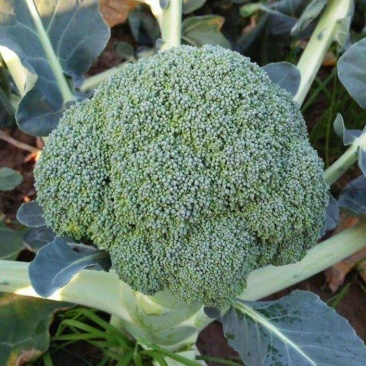 绿秀65西兰花种子春秋两用早熟种西蓝花种子蕾粒小花球