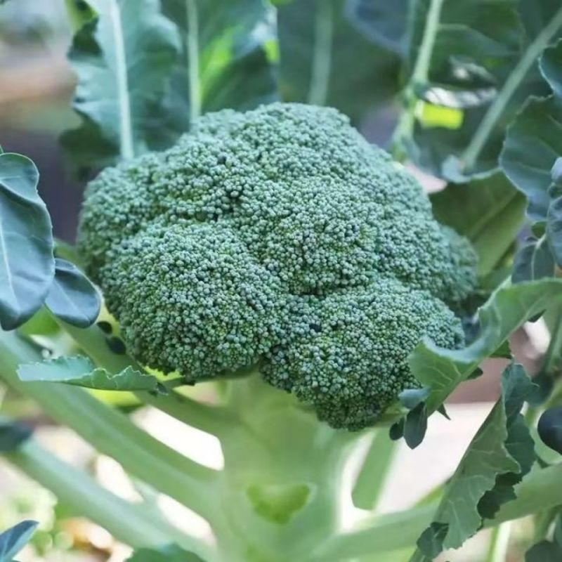 绿秀65西兰花种子春秋两用早熟种西蓝花种子蕾粒小花球