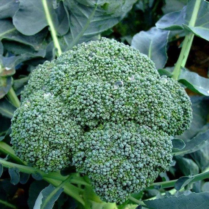 绿秀65西兰花种子春秋两用早熟种西蓝花种子蕾粒小花球
